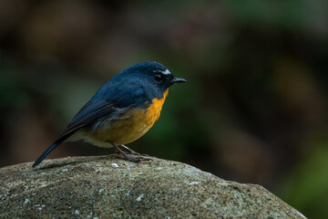 Male snowy-browed flycatcher ficedula hyperythra perching on a rock, natural bokeh background 