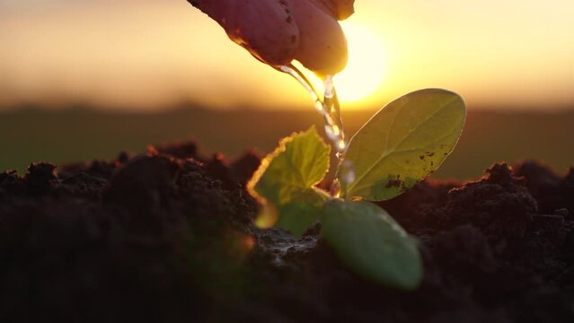 Seedling in soil is watered by man. Life of little seedling. Gardener grows seedling. Green sprout in ground is watered by farmer hand, drops of water. Agriculture. Germinated seed in fertile soil.