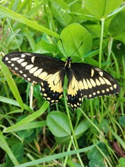 Mariposa Preciosa