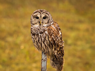 Single Barred Owl sitting on fence post with a portrait style