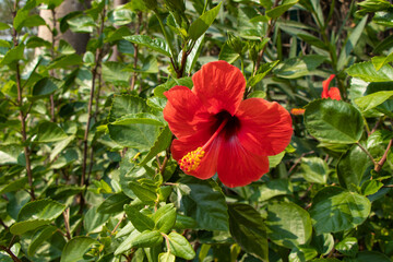 a beautiful big red hibiscus flower in Turkey Antalya