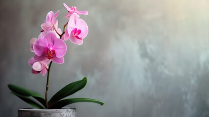 Pink orchid in a concrete pot against a gray wall