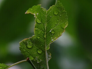 water drops on a leaf