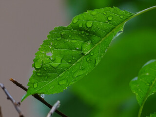 water drops on leaf