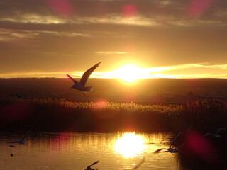silhouette of a bird in a sunset