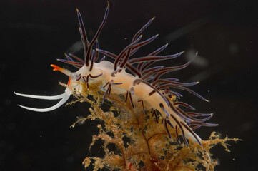 Nudibranco: Hervia costai nudibranche