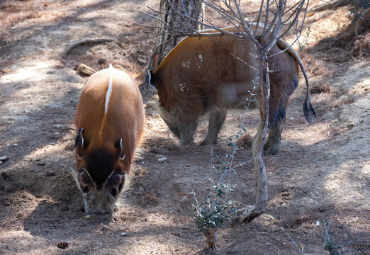 Calm adult red river hogs walking and digging ground in forest in search of roots, bulbs, and tubers for food on sunny day. Wild nature..