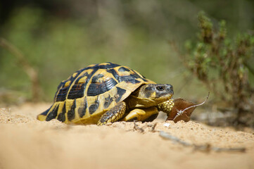 tartaruga. Tortue d'Hermann, Testudo hermanni.Lago di Baratz, Sassari, Sardegna. Italy