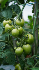 A close-up of a bunch of ripe tomatoes on the vine