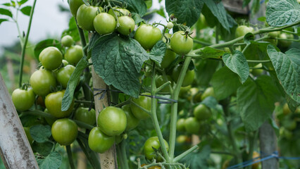 A close-up of a bunch of ripe tomatoes on the vine