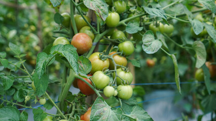 Fototapeta premium A close-up of a bunch of ripe tomatoes on the vine