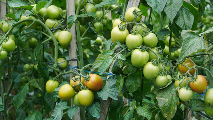 A close-up of a bunch of ripe tomatoes on the vine