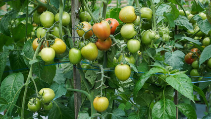 A close-up of a bunch of ripe tomatoes on the vine