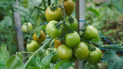 A close-up of a bunch of ripe tomatoes on the vine