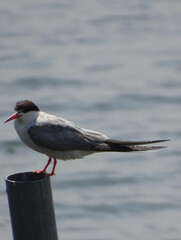 seagull on the water