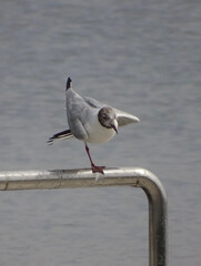 seagull on the pier