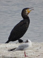 bird on the water