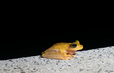 green toad with big eyes