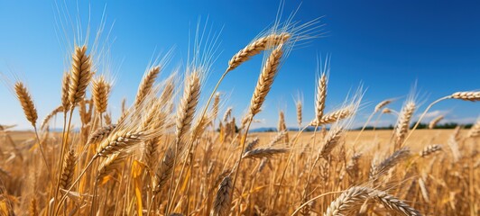 wheat field in golden sunlight, in the style of light orange and azure