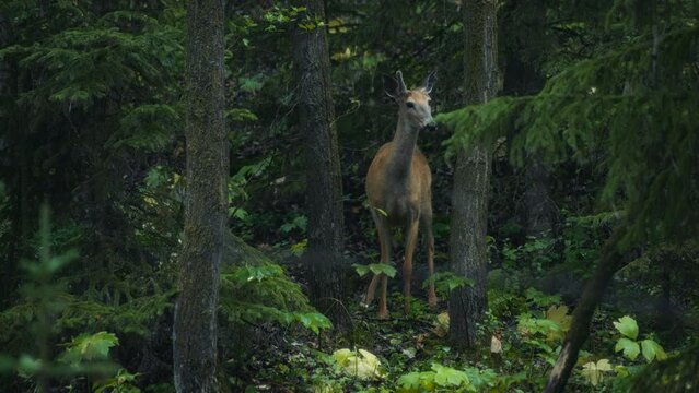 Beautiful young deer in the pine forest. Slow motion. 