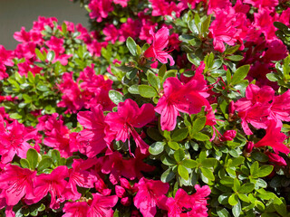 Azalee Strauch mit vielen pink rot farbenen Blüten