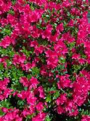 Azalee Strauch mit vielen pink rot farbenen Blüten