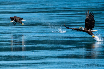 The catches
Bald eagles each grab a hake fish, side by side, in the waters off Jimmy Judd Island, BC