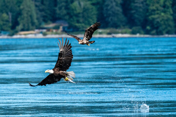 Whos hunting who
A bald eagle pluks a large hake fish out of the waters near Jimmy Judd Island, while a younger eagle takes sight of the catch and angles in for a steal
