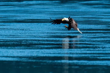 The moment before the grab
A bald eagle freezes mid flight above the water about to make a catch