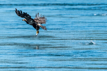 Splash down
A hake fish splashes off water droplets when being caught by a bald eagle near Jimmy Judd Island, BC Canada