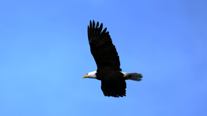 Adult Bald Eagle soars high above Cowichan Bay.