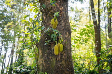 Jack fruits hanging in trees in a tropical fruit garden in South india