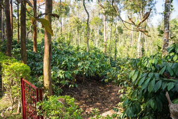 Fototapeta na wymiar Hills covered in coffee plants south india