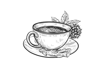 Hand drawn sketch black and white illustration cup of tea Siberian ginseng, leaf, berry. Spiny eleutherococcus. Vector illustration. Elements in graphic style label, sticker. Engraved style.
