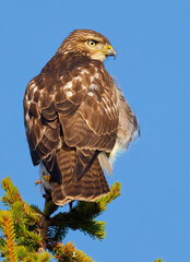 Red Tailed Hawk in tree