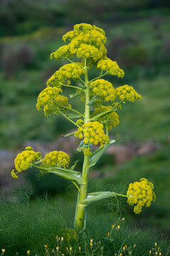 yellow flowers, Ferula comune (Ferula communis). Oristano, Sardegna, Italia