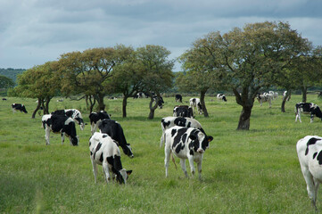 cows in a field Mucche al pascolo. Torralba, Meilogu. SS, Sardegna, Italy