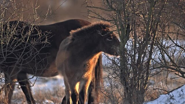 Closeup sunlit wild exmoor pony horse foal nibbling a bush, standing in the middle of pasture in winter nature habitat in Milovice, Czech republic. Protected animals considered as horse ancestor.