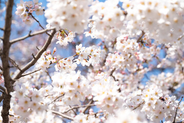 満開になった桜の花