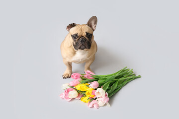 Cute French bulldog with tulips on grey background. International Women's Day