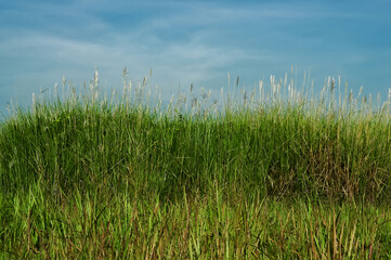 Fototapeta na wymiar Scenic view of grassy field