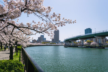 Fototapeta premium Cherry Blossom Trees along the Okawa River, Near the Hisho Bridge, Osaka City, Japan