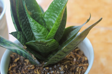 Sansevieria is a type of ornamental plant that has many health benefits