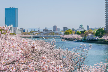 Naklejka premium Full Bloom Cherry Blossoms along the Okawa River with Osaka Castle, Osaka City, Japan