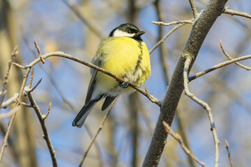 Fototapeta premium A great tit sits high on a tree branch.