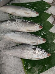 The milkfish (Chanos chanos) or Bangus is the sole living species in the family Chanidae.  Fresh milkfish isolated over on broken ice white background placed on ice sold in supermarkets.