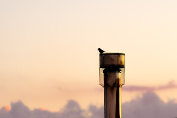 Un gorrión observando el atardecer sobre una chimenea