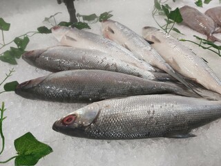 The milkfish (Chanos chanos) or Bangus is the sole living species in the family Chanidae.  Fresh milkfish isolated over on broken ice white background placed on ice sold in supermarkets.