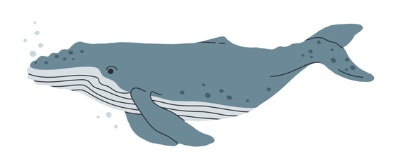 Blue whale. Hand drawn underwater mammal animal, wild whale, aquatic gigantic creature swim in ocean flat vector illustration. Cute blue whale on white