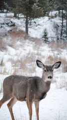 Yukon Deer